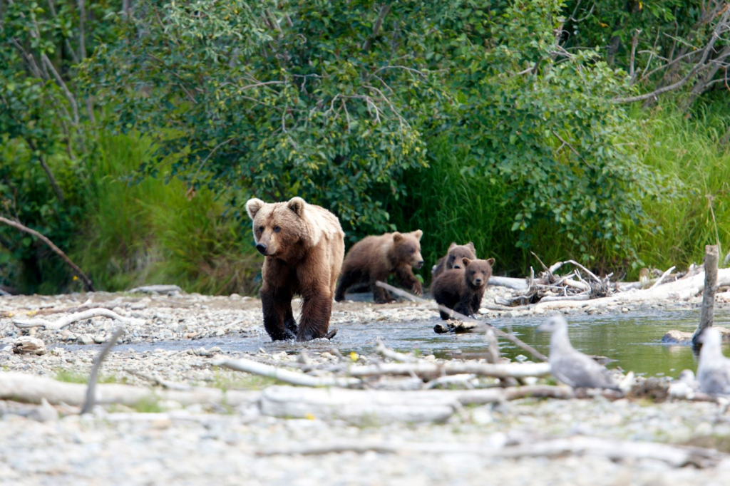 WHAT IS THE BEST TIME OF YEAR TO SEE WILDLIFE IN ALASKA?